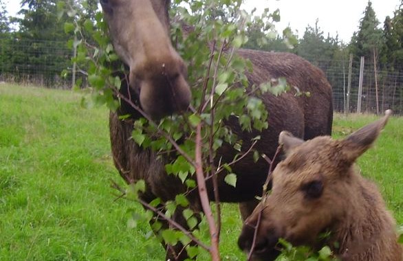 moose