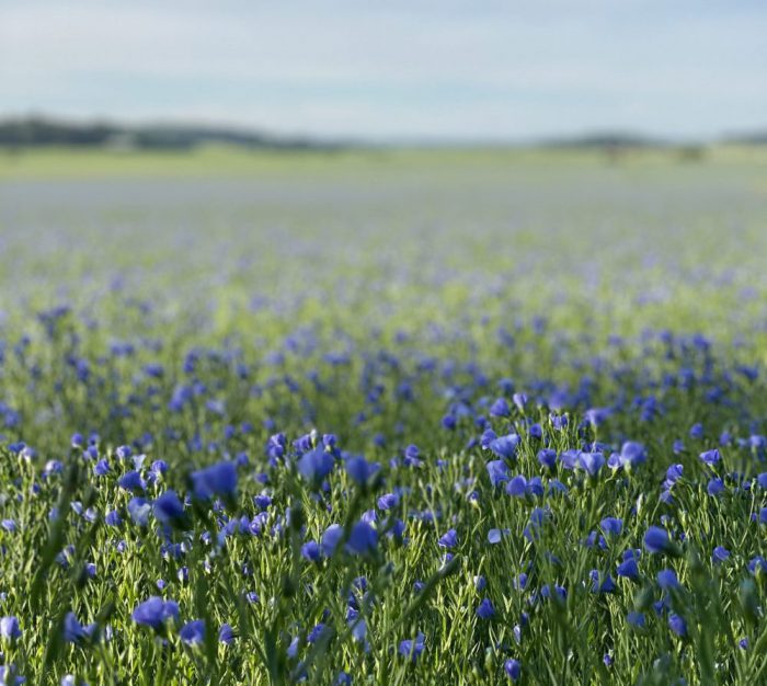 Linseed oil soap Flax flowers