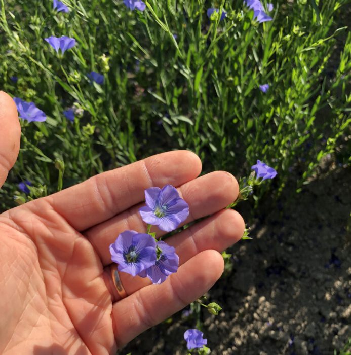 flax flowers linseed oil