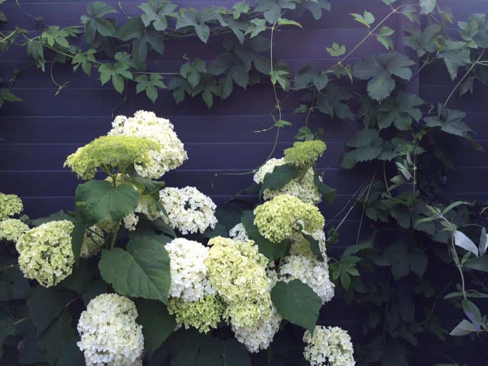 matt black paint fence