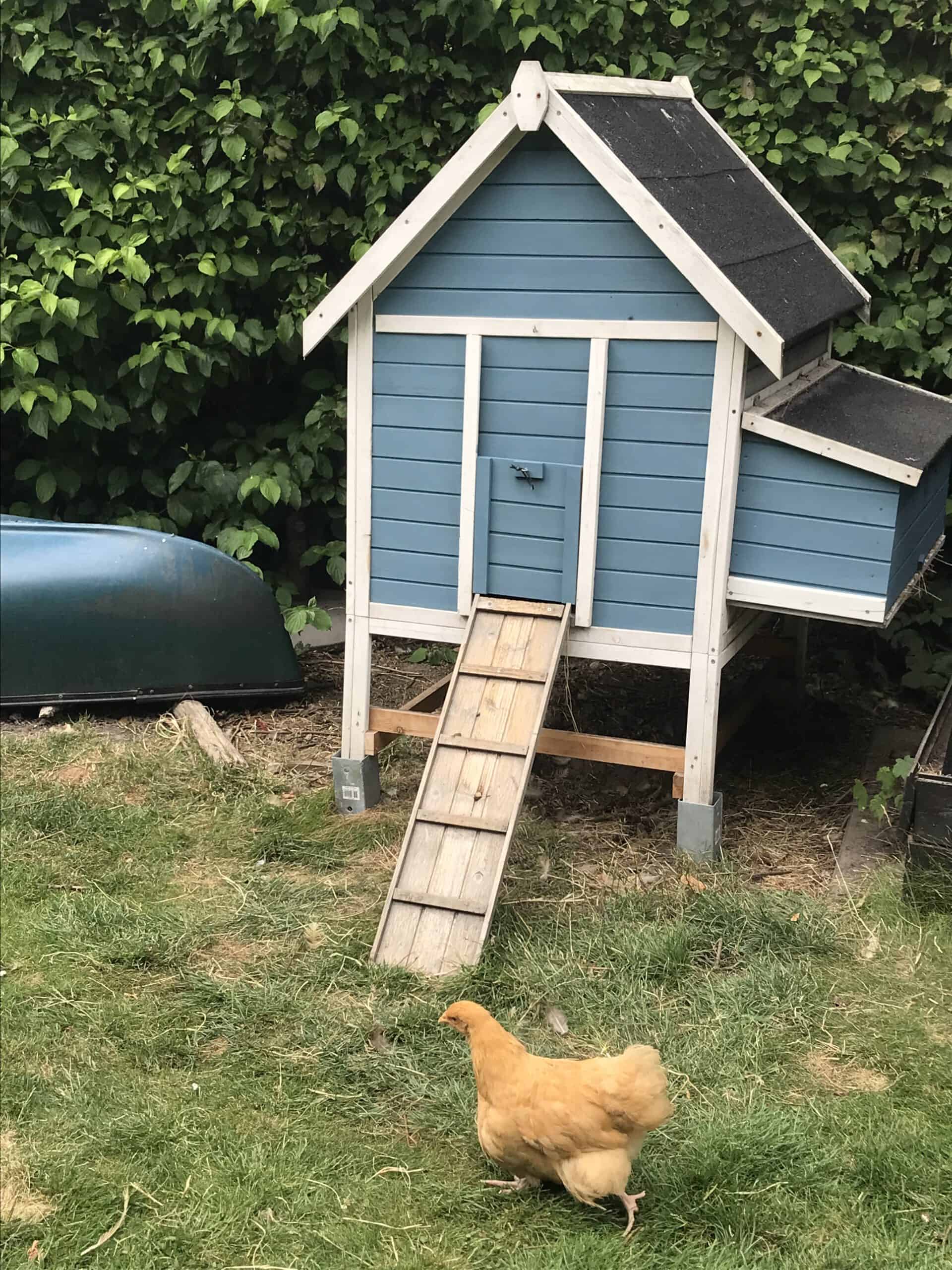 henhouse blue paint