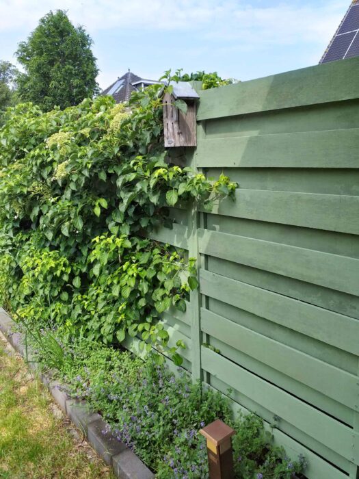 painting wooden fence