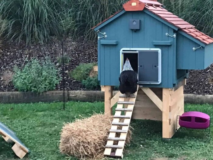 painting a chicken coop