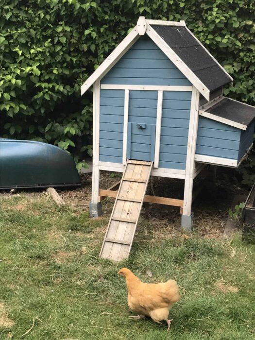 chicken coop paint