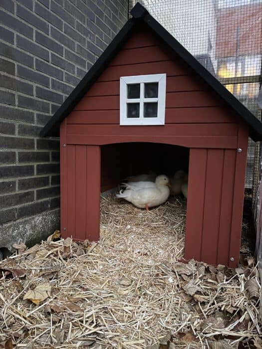 pine chicken coop painted with animal friendly paint